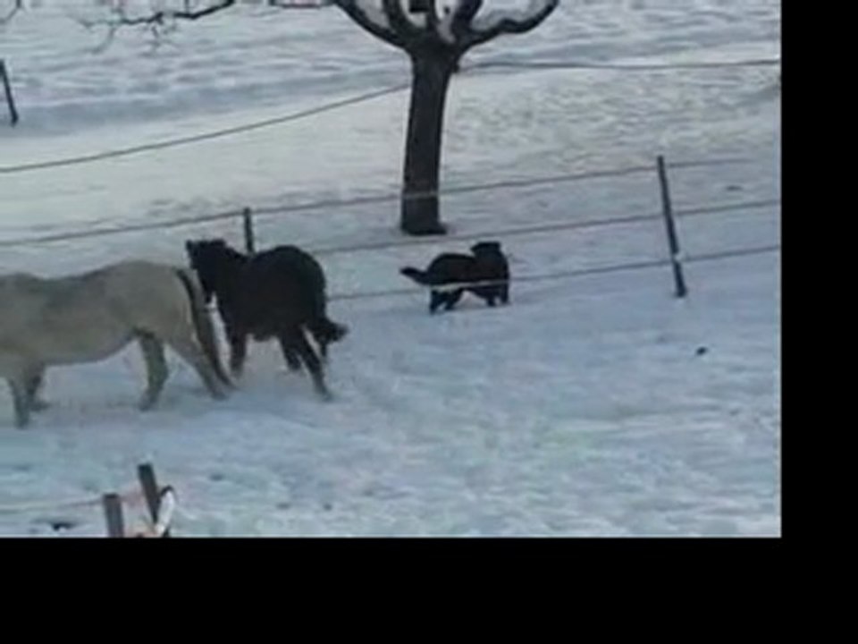 Elevage IBEX Hiver 2009