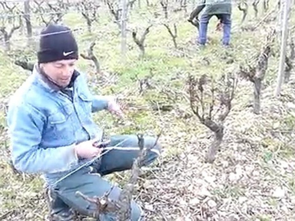 GAEC Denis viticulteurs