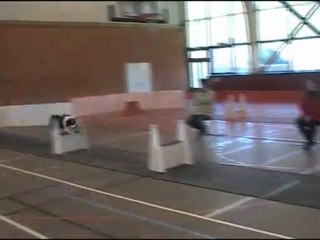 Flyball Les Dingos de Saulx Blendecques 14-02-10 Atlas