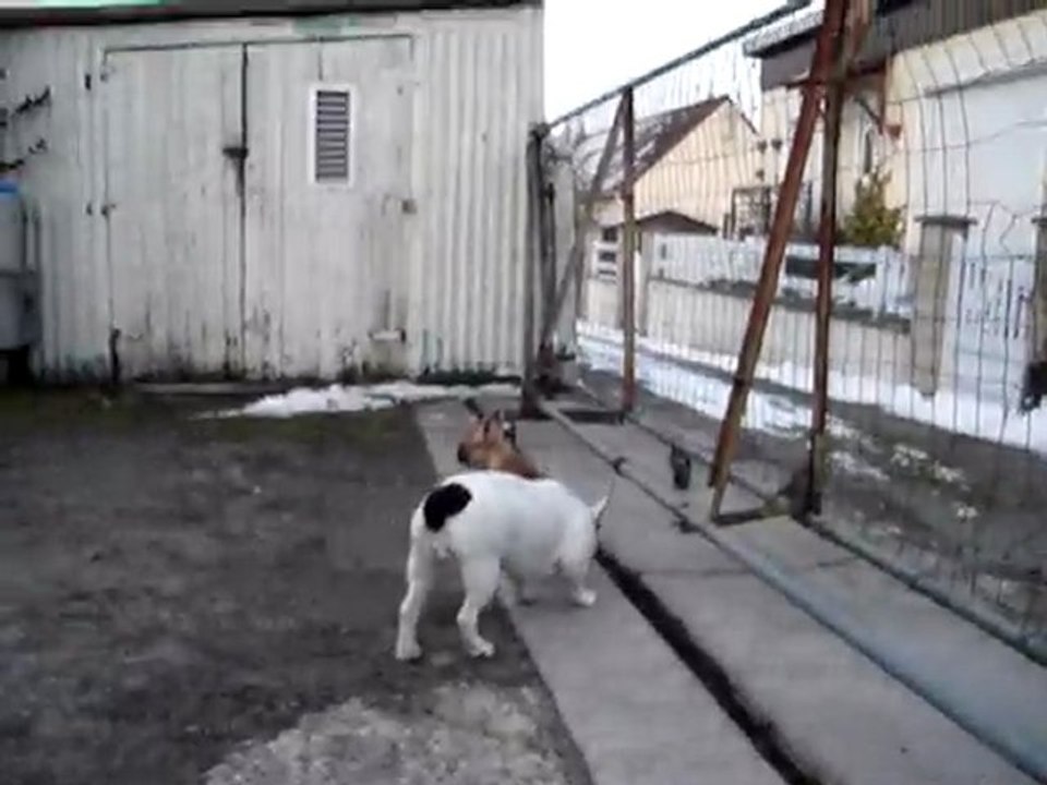 notre petit bouledogue français fauve à 3 mois