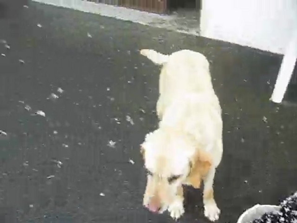 les chiens sous la neige au mois de mars