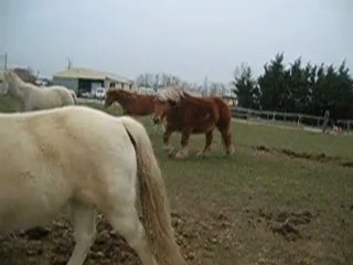 Hotesse, Mulan , Valia & Kiss Me en liberté dans le pré