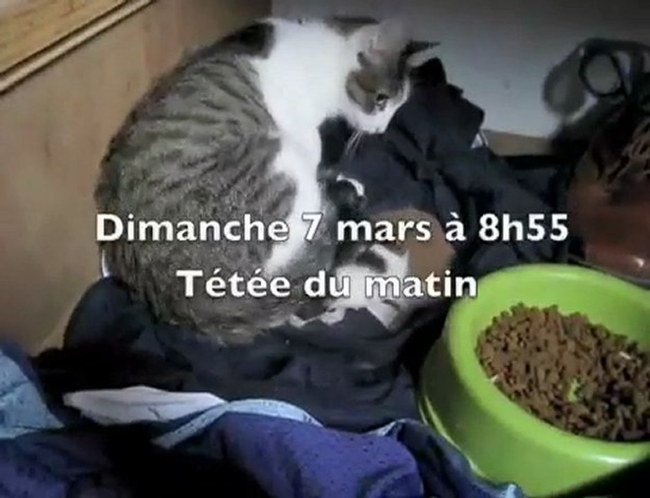 Naissance des chatons à Fermathe le 06/03/2010