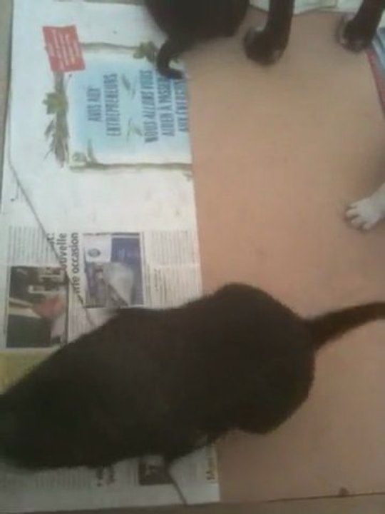 chiots staffordshire bull terrier 5 semaines staffie62