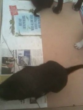 chiots staffordshire bull terrier 5 semaines staffie62