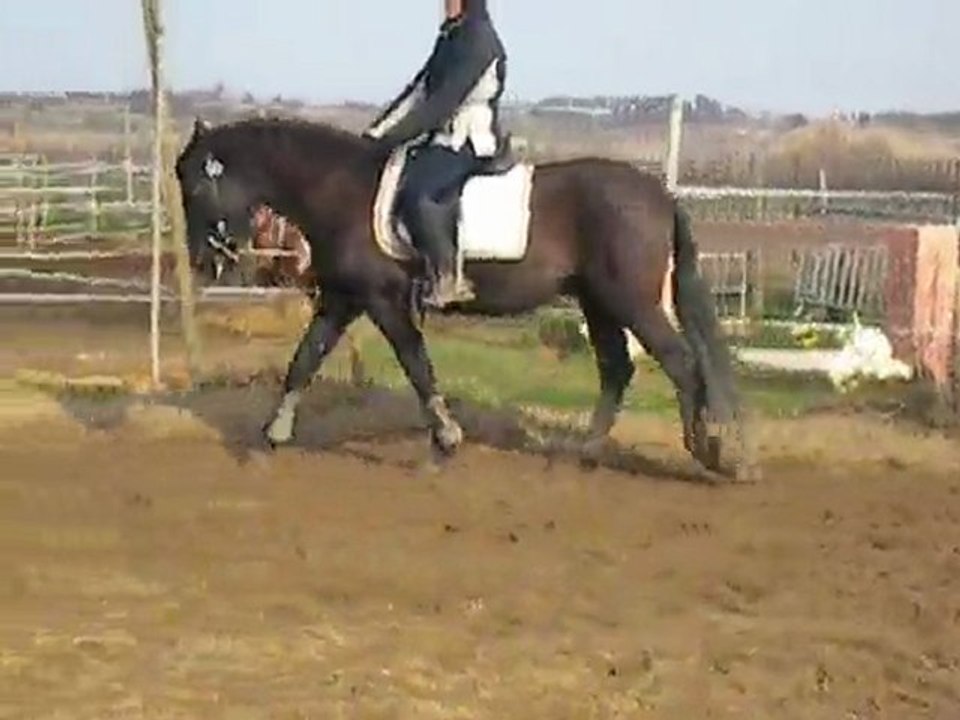 elegante pure race espagnol pleins papiers en vente