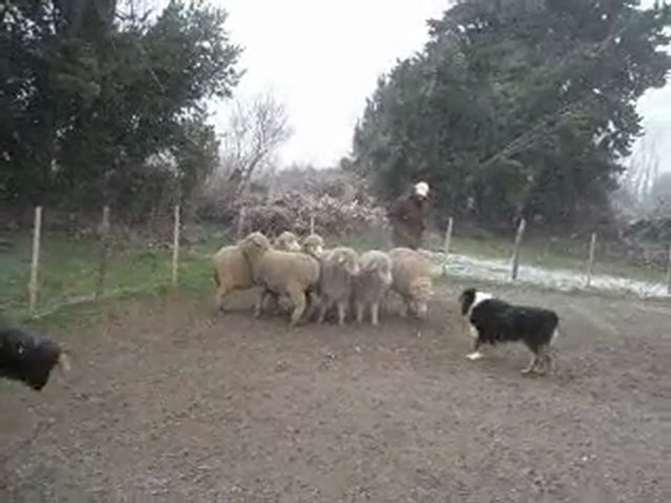 ABAUST - Stage du 07/03/2010 - Marie-Anne & Végas (AM)