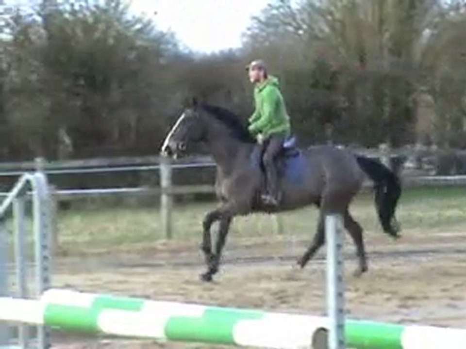 IDEAL JUNIOR CHEVAL Hongre de 11 ans très Courageux