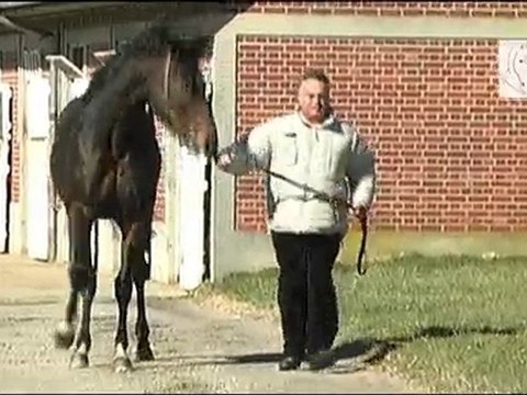 Blue Bresil, nouvel étalon du Haras de la Croix Sonnet