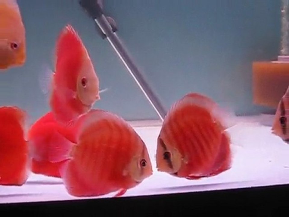 san merah-white face-golden