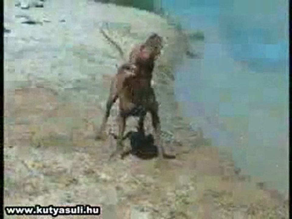 Chiens en vacances 28 10 2010 (2)4