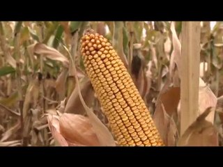 Poljoprivreda danas 11.03.2010.