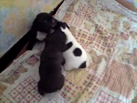 mes chiot bouledogue francais