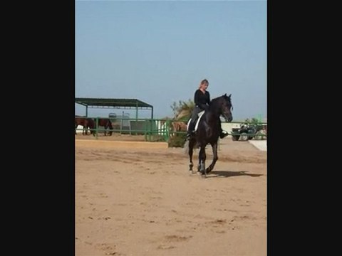 Pure Race Espagnole de 4 ans, initiation cession a la jambe