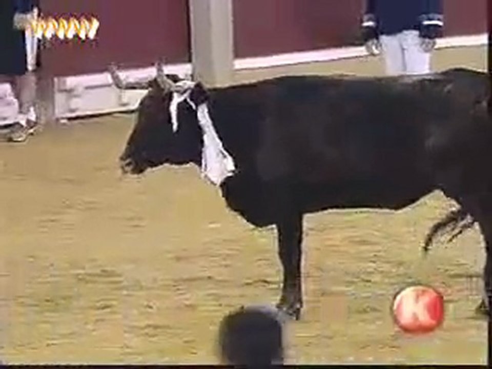 Course taurine dans les arènes
