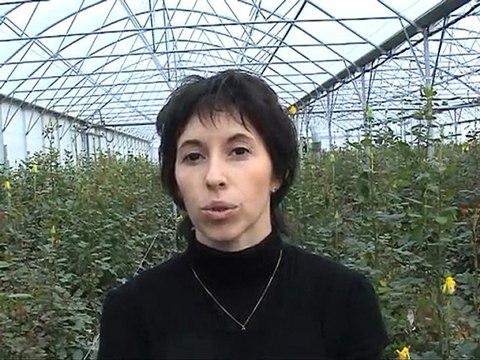 chauffage de serres de roses aux granulés de bois