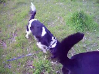 Tara et cooper à la coline