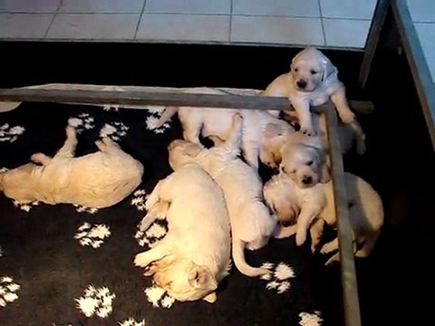 chiots 3 semaines et demi Venus /AS