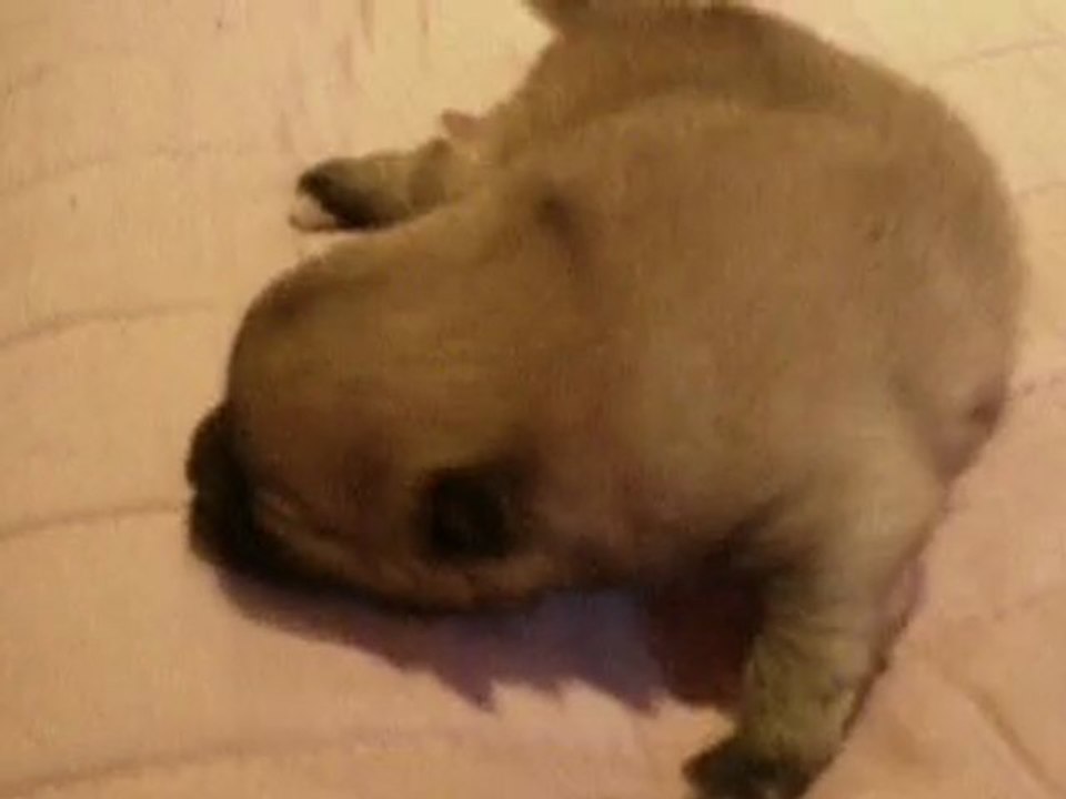 bébé chanel 3