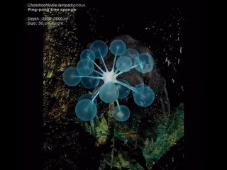 Peces abisales - Deepest part of the ocean