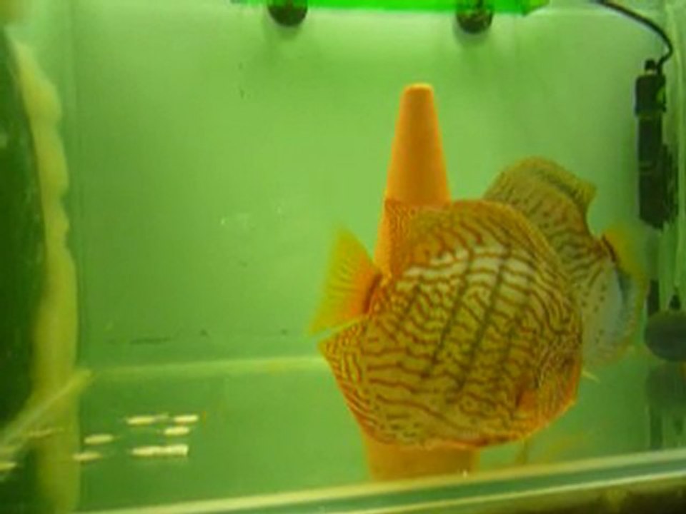 préparation ponte turquoises rouges