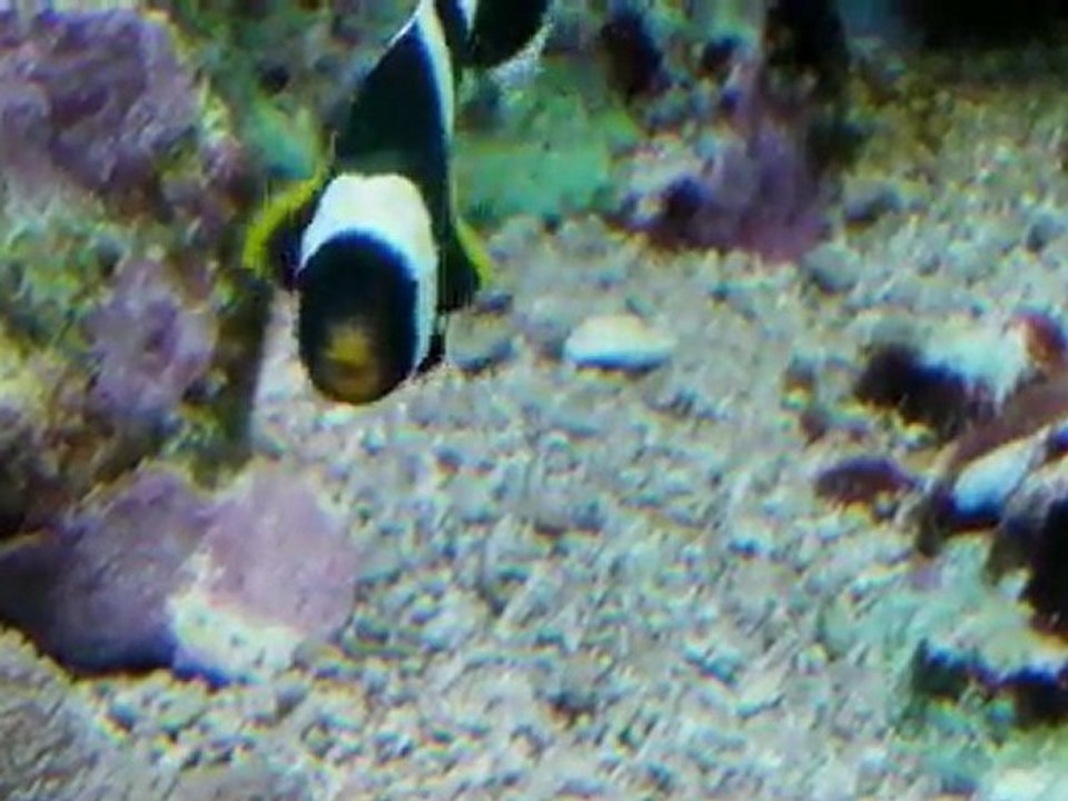 Picnic to the Aquarium. I met a turtle :)