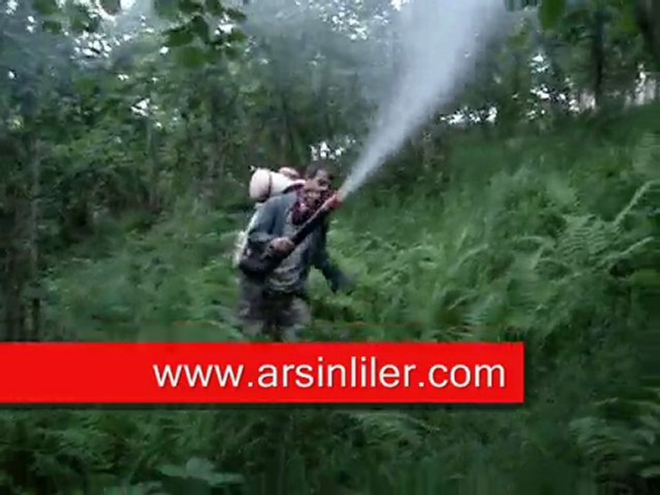 Fındıklara dal tozu vuruyoz ...
