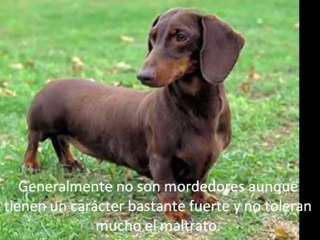 El perro ideal -  educar perro