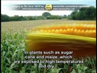 PORES: A FLAWLESS CREATION