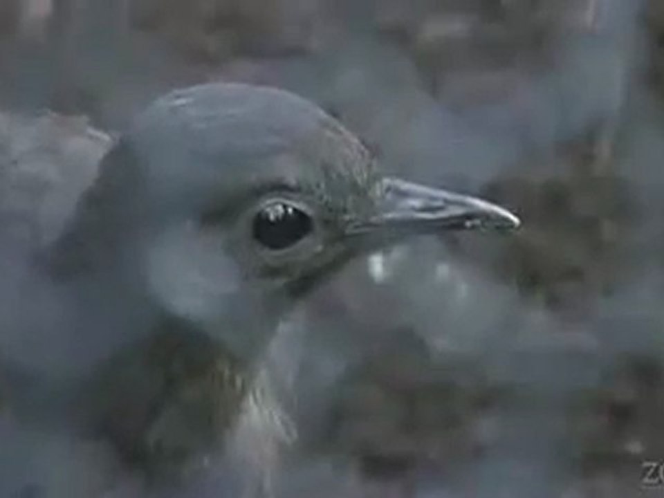Oiseaux imitent matériel de chantier