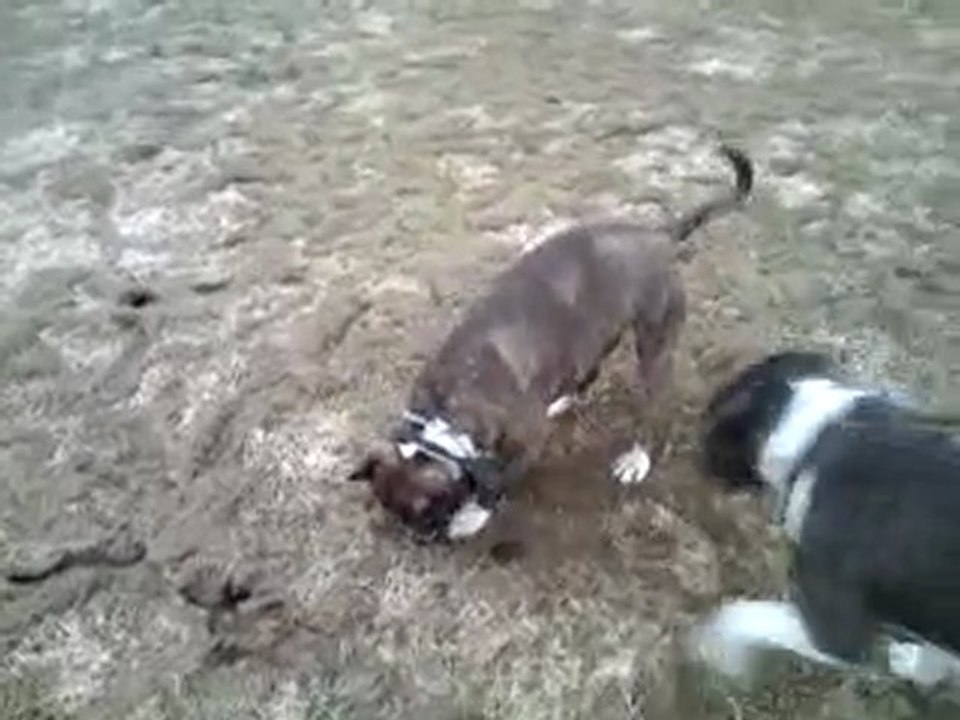 Chasse aux nuisibles