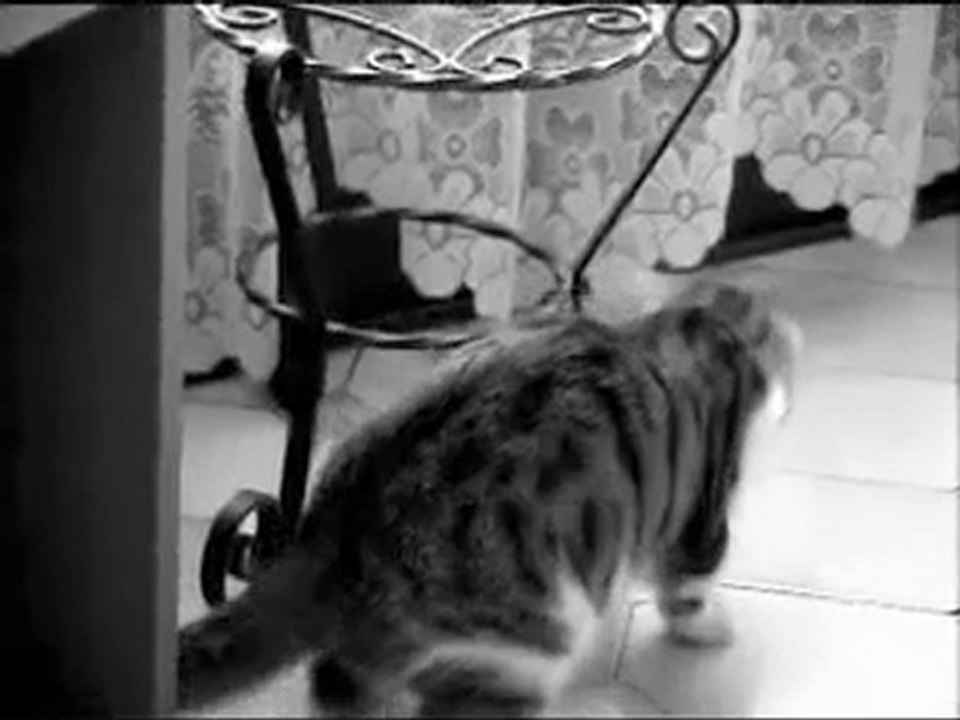 chiens et chat  ALAIN MOISSET