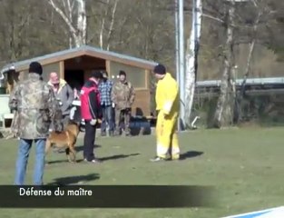 Maubeuge : concours de chiens d'utilité