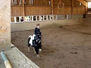 dressage avec bizon