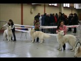 video valence chien loup tchecoslovaque
