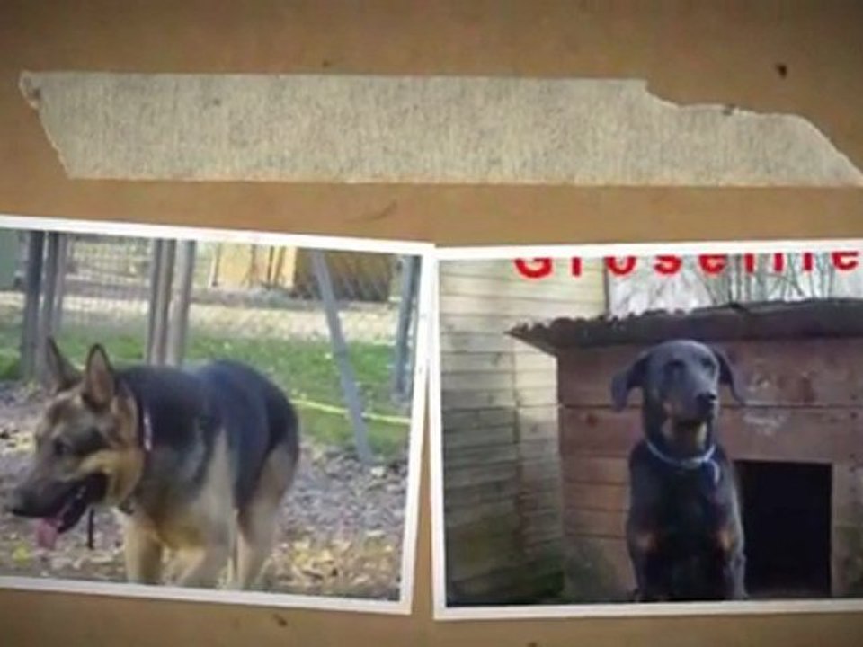 SOS Refuge de Sarrebourg en Moselle (57)