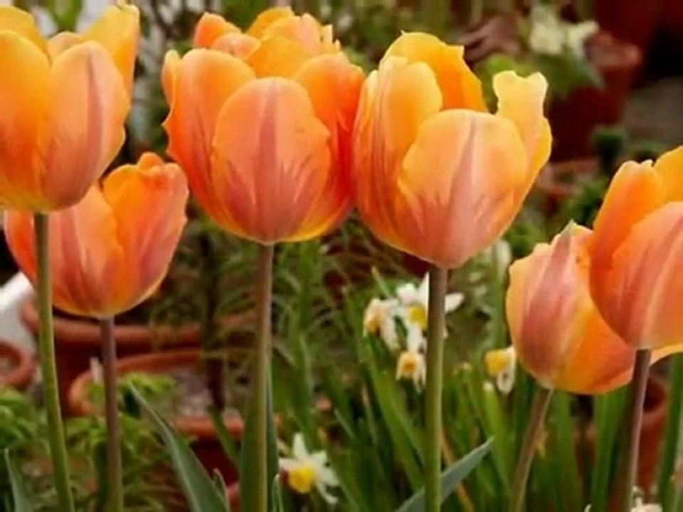 Grup Yansımalar - Asude