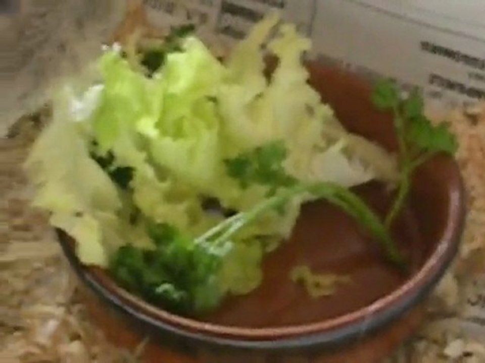 Coquin qui mange ses légumes