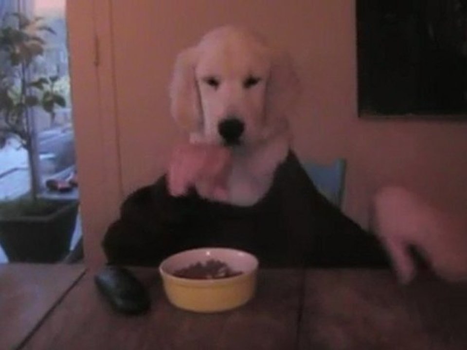MILO, Chien évolué sait manger à table et téléphoner