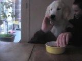 MILO chien évolué sait manger à table