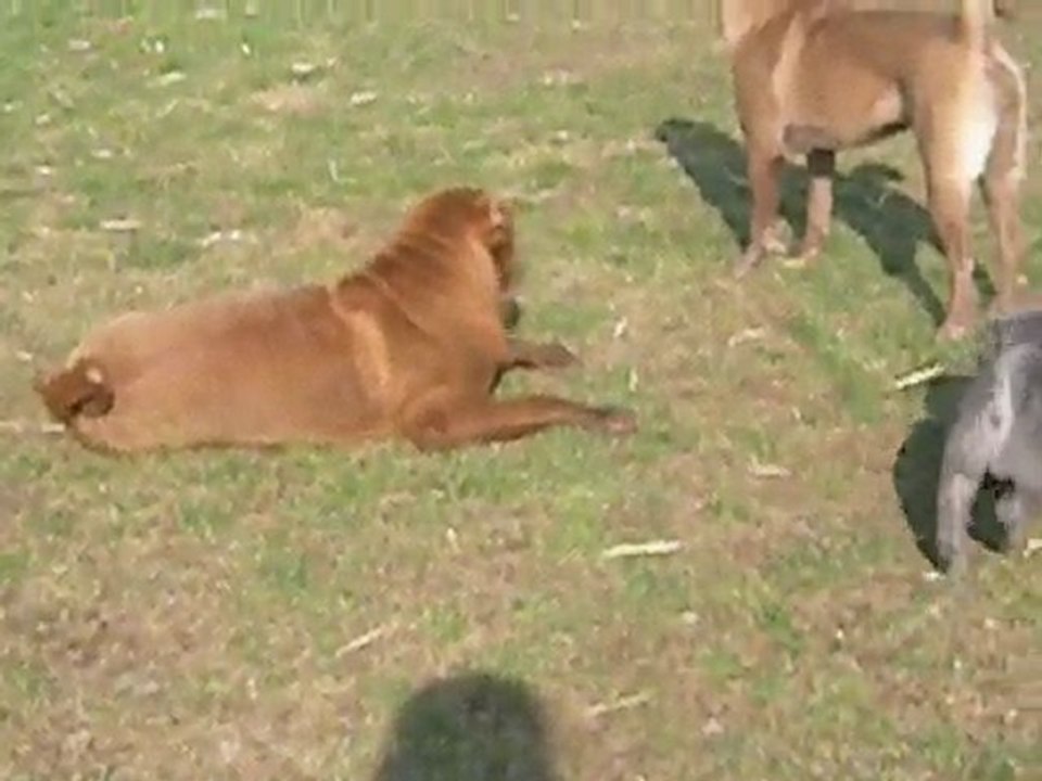 Chunkey Monkey Midnight Buzz & CO