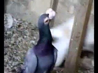 Carrier güvercin videosu  - Trakyaguvercin.com