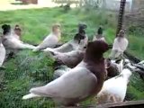 Blondinette Orjinal Hünkari güvercin videosu - Trakyaguverci