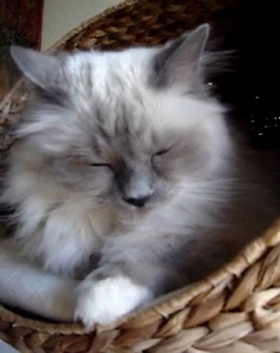 MOV05109-1 YOTA SE REVEILLE ET FAIT SA TOILETTE