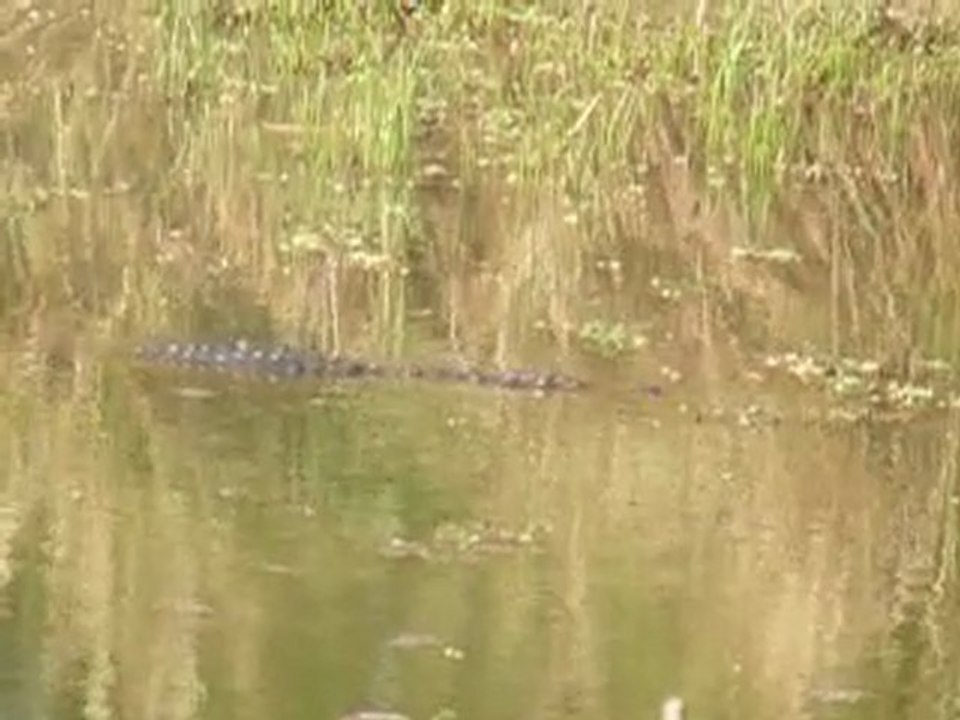 Crocodile dans le parc de Chitwan