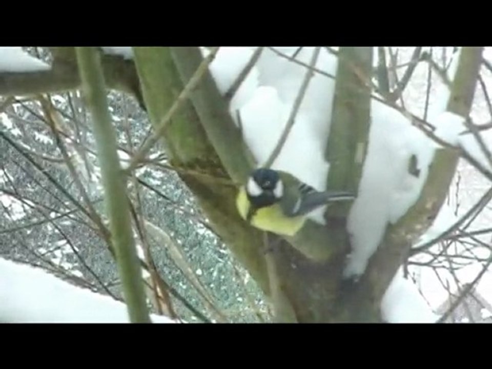 Féérie d'oiseaux de mon jardin