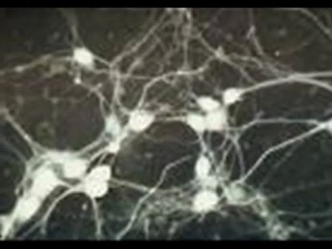 Il ladro di anime, Fitzek Sebastian, Elliot 2009 (2)