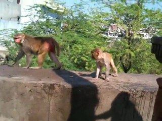 JAIPUR, Le bain des singes...