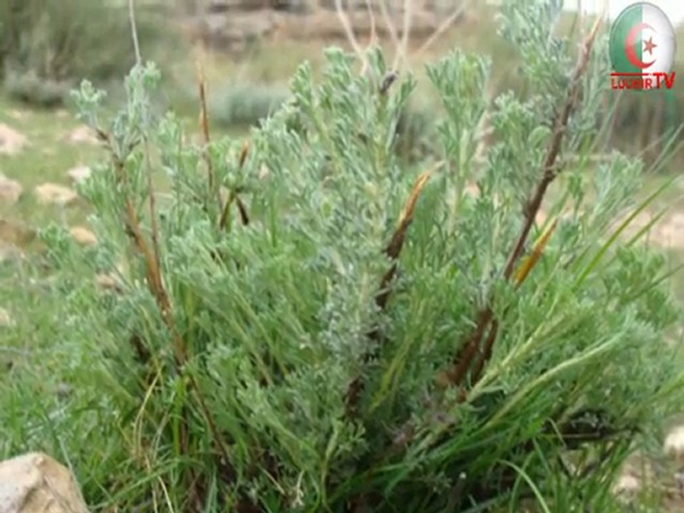 paysage O.S.B EDDIS...02