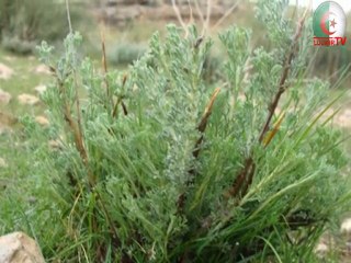 paysage O.S.B EDDIS...02